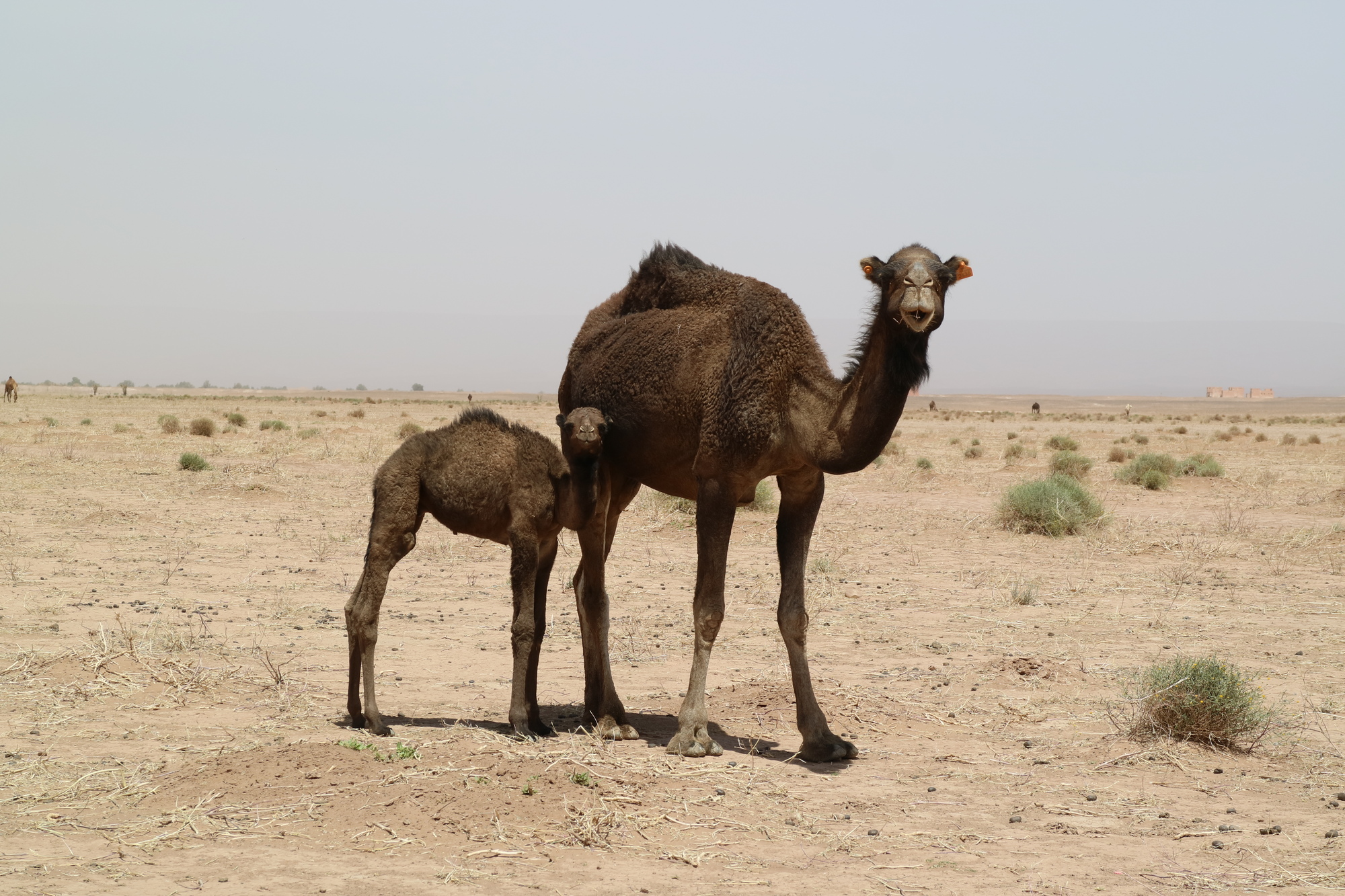 3 daagse privé tour incl. een overnachting langs de vallei van Dades en een sahara woestijn overnachting in Merzouga - Tentenkamp & kamelen 